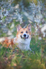 Naklejka na ściany i meble portrait redhead a Corgi dog puppy lies in a may garden under a flowering white Bush and smiles