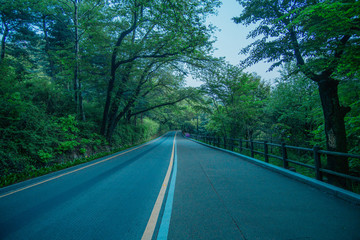 Obraz premium Road to forest 