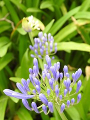 In the foreground a purple Agapanthus (African Lily) flower. In the blurred background, another Agapanthus and long green leaves. Springtime.