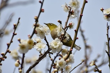 メジロと梅