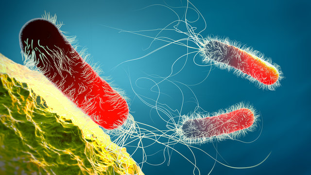 Red colored multiple antibiotic resistant Pseudomonas aeruginosa bacterium - 3d illustration