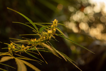 Flower of Marijuana plant. Medical and Recreational Cannabis plants. 
