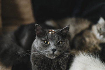 Wedding rings and a cat. the wedding ring lies on the head of the cat