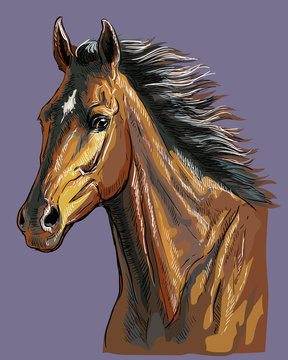 Hand drawing horse portrait vector 23