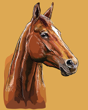 Hand drawing horse portrait vector 25