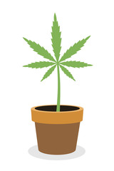 Marijuana and cannabis is growing in plant pot. Houseplant fro production of drug. Vector illustration