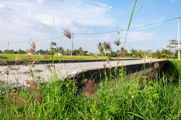 Rural area view surrounding with beautiful landscape of green paddy rice field