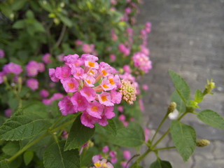Blooming weeping lantana or cloth of gold flower in the garden.