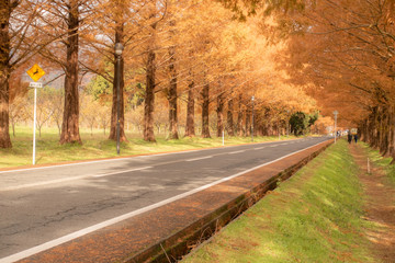 The “Metasequoia Tree-lined Road” at Shiga Prefecture is selected as one of Japan’s new 100 best roadside tree views. - obrazy, fototapety, plakaty
