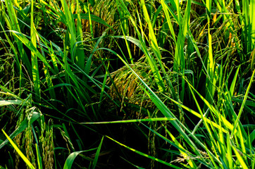 closeup shot green wild grass grew under bright sunny day and shallow depth of field background