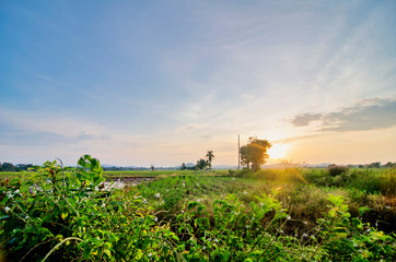 beautiful landscape view in traditional paddy field over sunrise background. Soft focus due to long exposure.