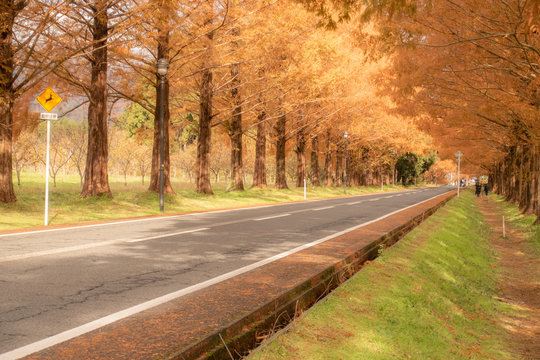 The “Metasequoia Tree-lined Road” at Shiga Prefecture is selected as one of Japan’s new 100 best roadside tree views.