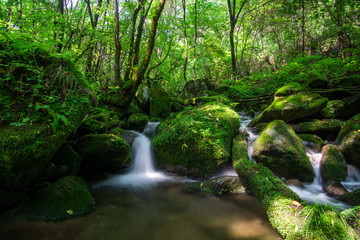 Obraz premium Valley full of moss on rocks with clear water