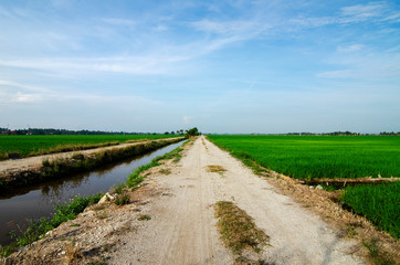 Rural area view surrounding with beautiful landscape of green paddy rice field