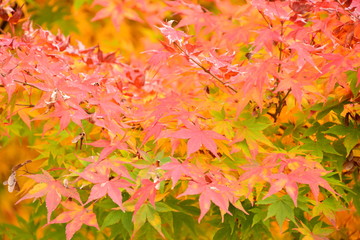 紅葉