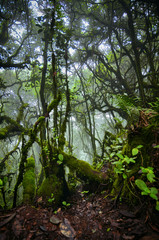 Beautiful nature, mossy forest at Cameron Highland, Malaysia.