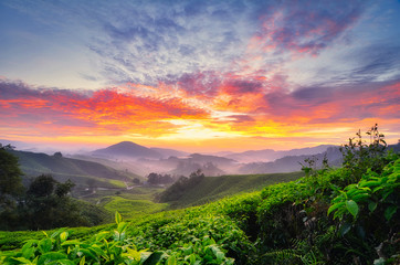 beautiful moment during sunrise at tea farm. dramatic clouds. yellow color on the sky. © amirul syaidi