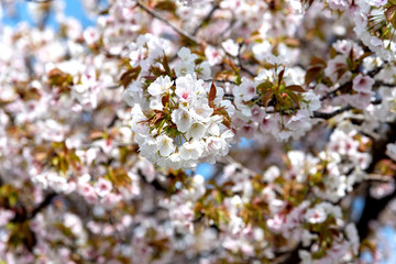 Cherry Blossom Season In Kyoto, Japan