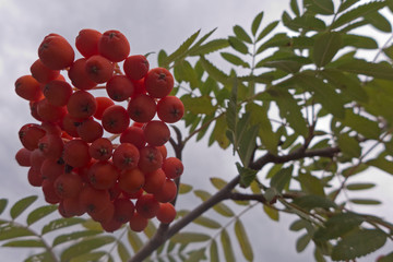 Früchte der Vogelbeere (Sorbus aucuparia) auch die Eberesche genannt. Sie ist ist eine Pflanze aus der Gattung Mehlbeeren innerhalb der Familie der Rosengewächse. Sie gehört zu den Kernobstgewächsen