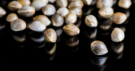 Macro Close-up Focus of Cannabis Marijuana Seeds on a reflective black background