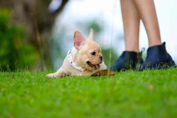 Foto op Canvas Leuke Franse bulldog spelen op groen veld © Golden House Images