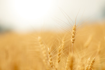 Wheat crop field. Ears of golden wheat close up. Ripening ears of wheat field background. Rich harvest Concept. © Golden House Images