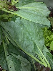 cabbage growing in the garden