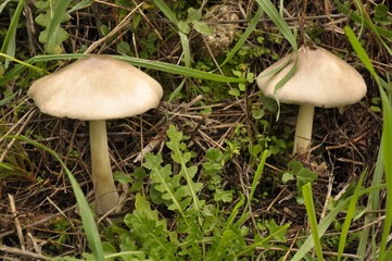 Close up mushroom in the nature background