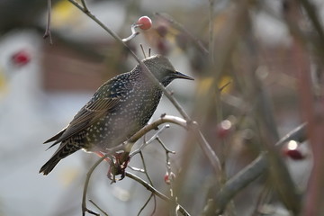starling on a stick