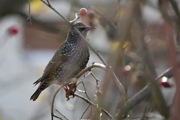 starling on a stick