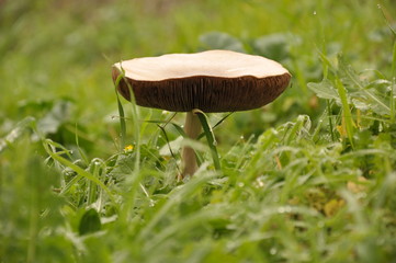 Close up mushroom in the nature macro of volvariella gloiocephala