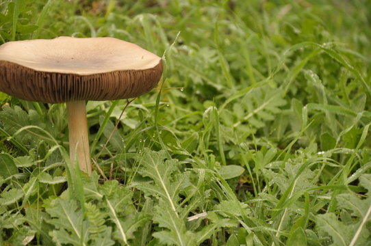 Close up mushroom in the nature background