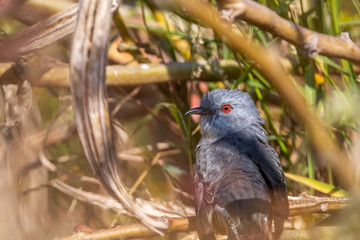 Plaintive Cuckoo (Formal Name: Cacomantis merulinus), Male