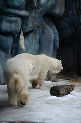 Naklejka na ściany i meble Polar bear