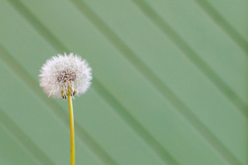 a dandelion globular seed head in front of a green fence background