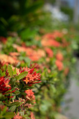 Ixora red flowers in the garden