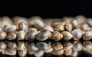 Macro Close-up Focus of Cannabis Marijuana Seeds on a reflective black background
