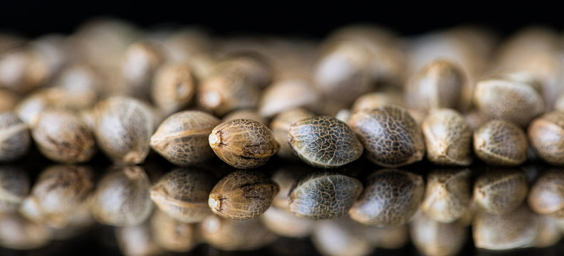 14 Absolute Best Pinterest accounts For growing About Amazing Buy Weed Seeds Online