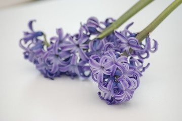 Beautiful blue hyacinth isolated on white background