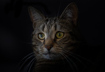 Profil chat - Pozzo le chat tigré