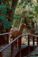 Lama  in zoo