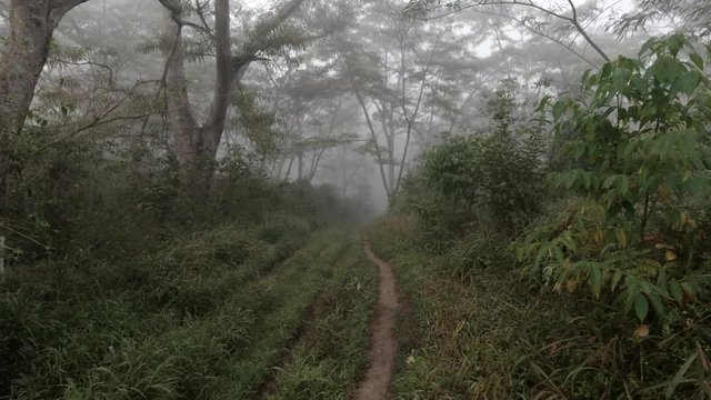 Walking in the jungle or green tropical forest in the mist.