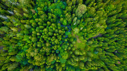 Fototapeta premium Forest - Oslo, Norway
