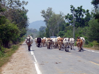 Büffelherde auf einer Straße zwischen Thailand und Myanmar