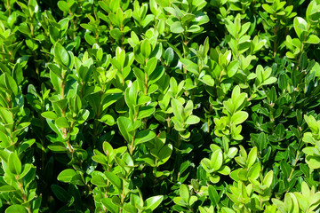 Obraz premium Background of a grown tender twigs of a green bush in the sunligh. Selective focus. Warm summer or early autumn day in a fairy glade