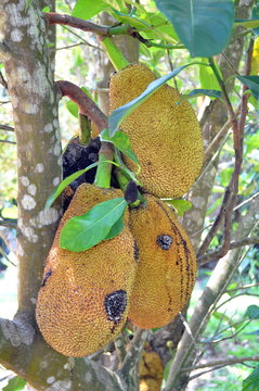 Reife Jackfr&uuml;chte h&auml;ngen an einem Baum in Thailand