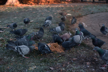 Tauben im Sonnenaufgang im Stadtpark