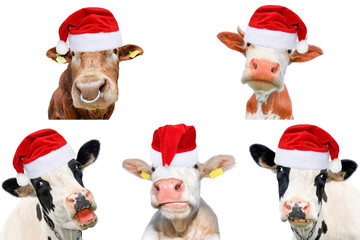 Collage of isolated cows, bulls and cattles on white background. New year or christmas animals concept.