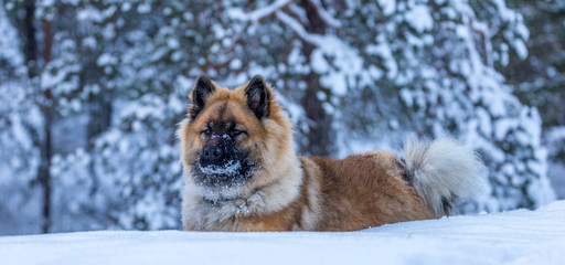 Dog puppy in snow 