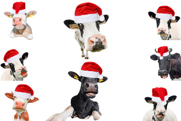 Collage of isolated cows, bulls and cattles on white background. New year or christmas animals concept.
